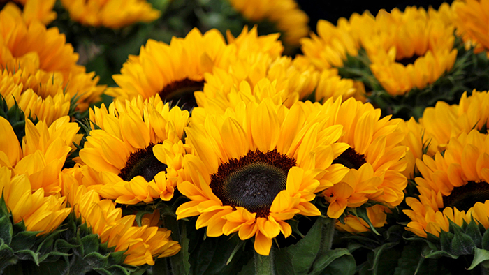 Sunflower small