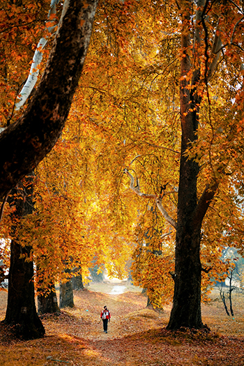 walk in nature